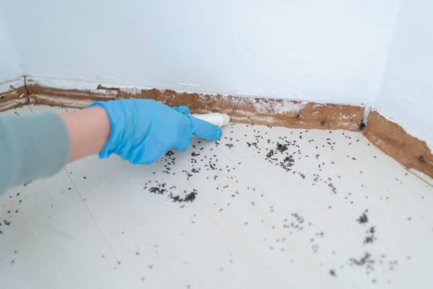 Best Rat Extermination Near Me  in Colon, MI